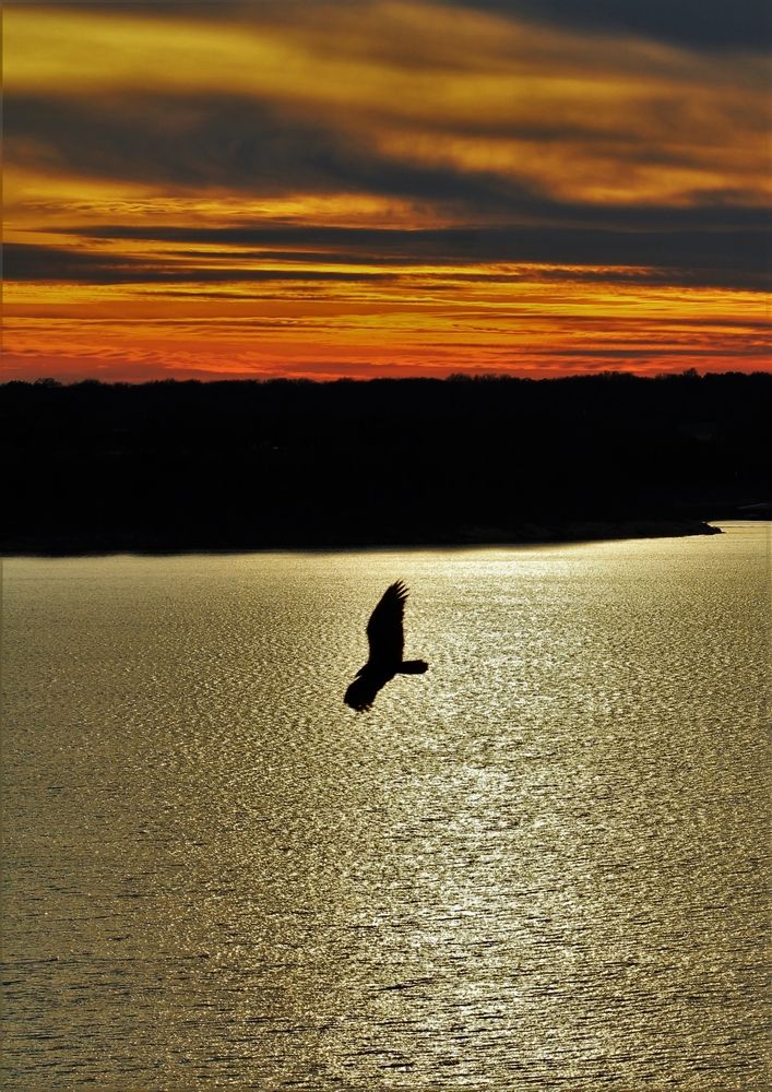 A bird over Belton Lake
