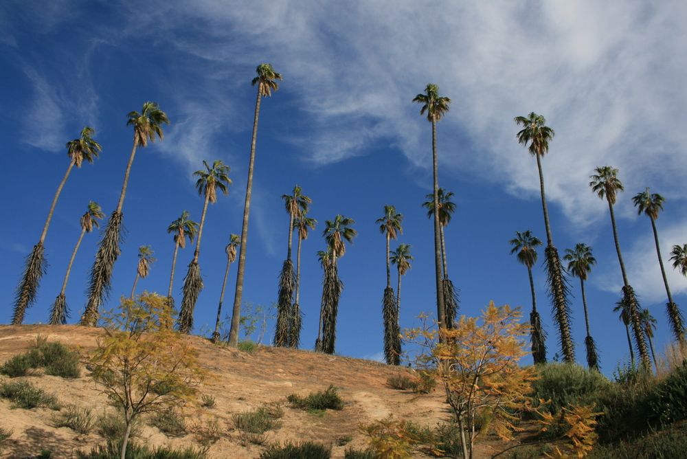 Palm Trees at California Citrus State Historic Park