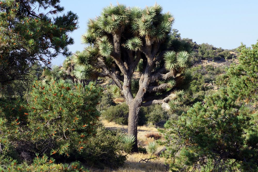 View of Panorama Loop Trail