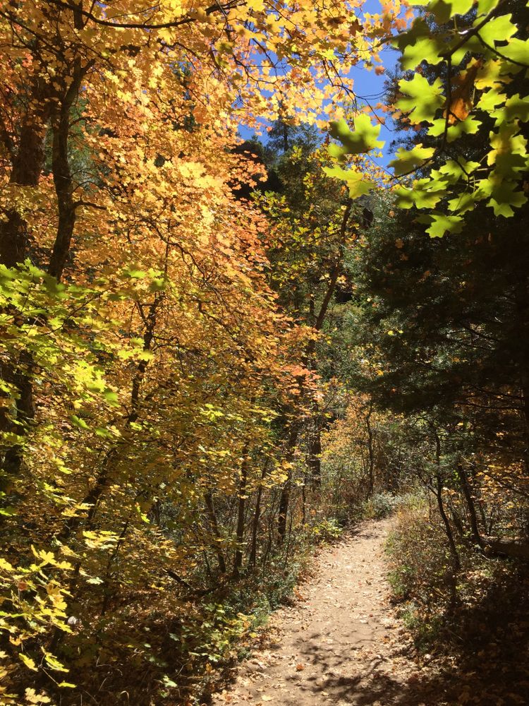Trail lined with trees at Oak Creek Canyon