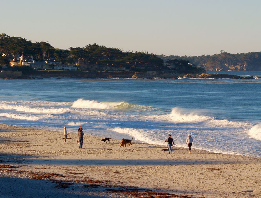 People and dogs at Carmel Beach