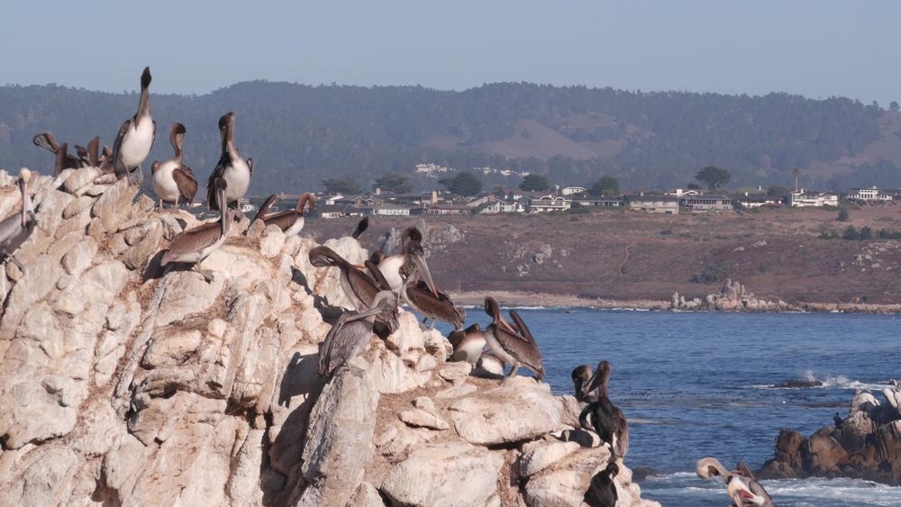 Flock of birds at Point Lobos State Natural Reserve