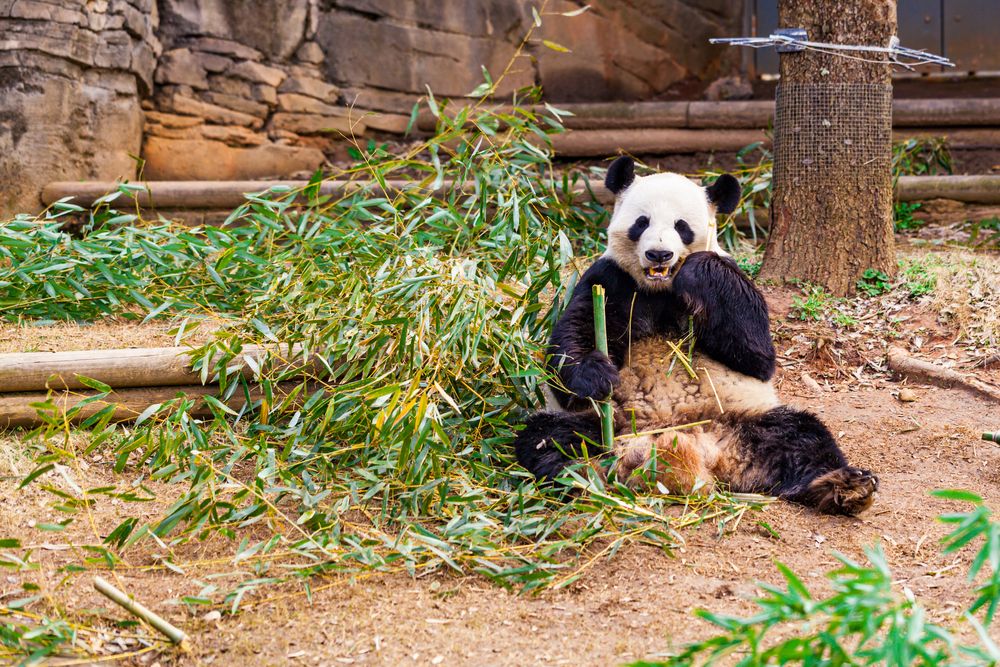 Panda in Zoo Atlanta
