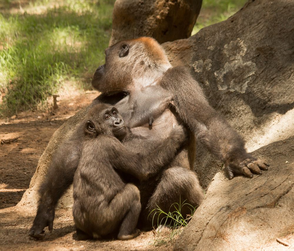 Gorillas in Zoo Atlanta