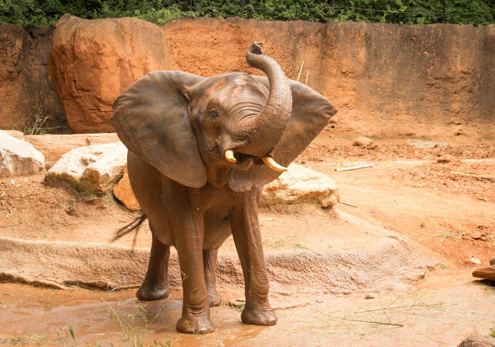 Elephant in Zoo Atlanta