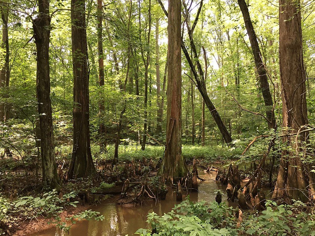Cypress trees on the waters of Battle Creek Cypress Swamp Sanctuary