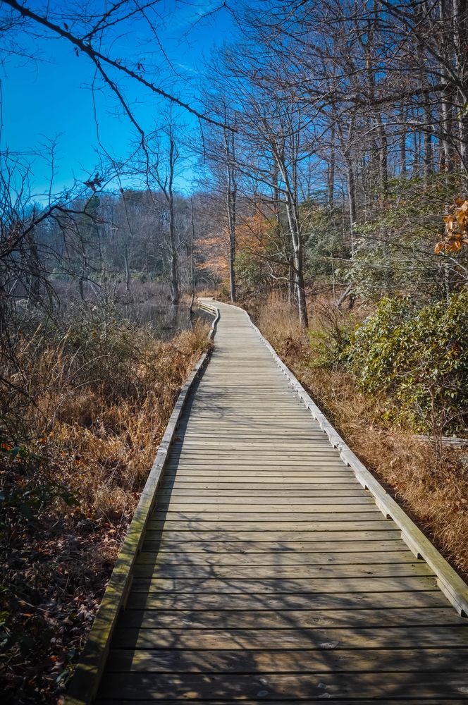 Boardwalk trail at Calvert Cliffs State Park