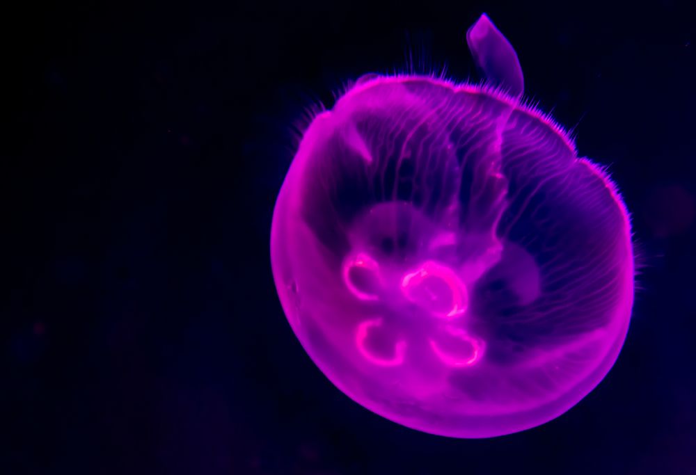 Jellyfish in the Calvert Marine Aquarium