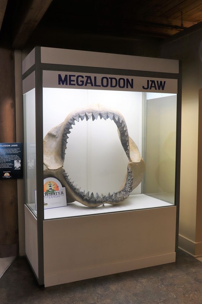 Megalodon jaw exhibit in the Calvert Marine Museum