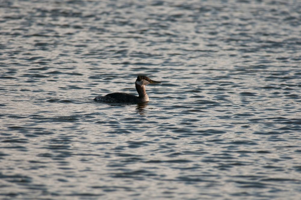 Duck on the waters of Eldridge Park