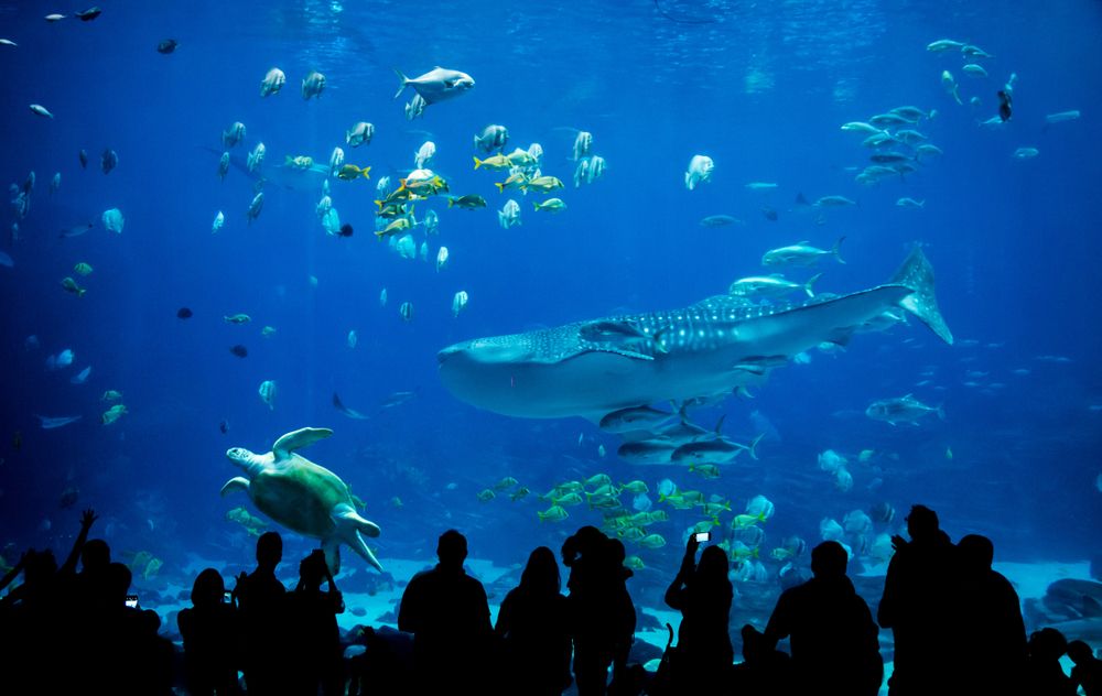 People in the Georgia Aquarium