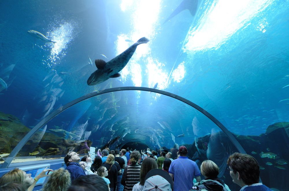 Aquarium tunnel in the Georgia Aquarium