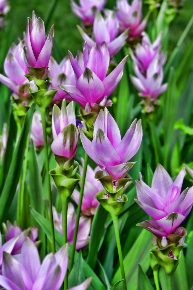 Close view of pretty flowers at Longwood Gardens