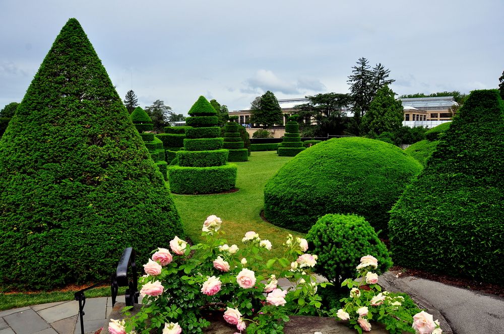 Sculpted shrubs at Longwood Gardens