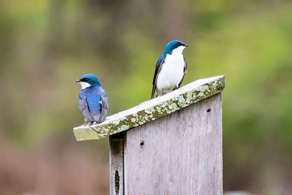 Birds at Natural Lands' Stroud Preserve