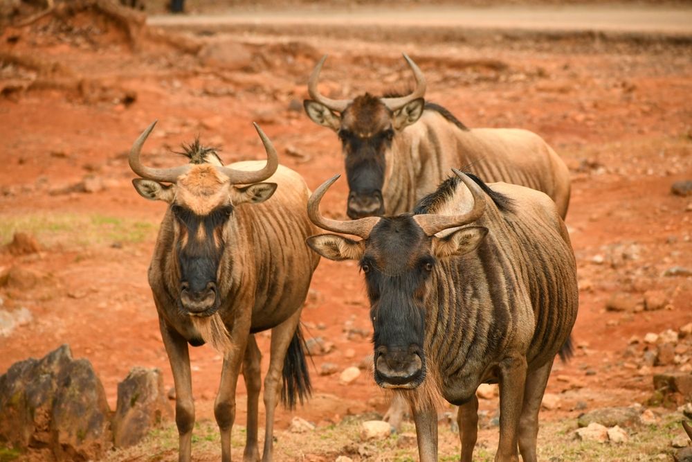 Wildebeest at Wild Animal Safari