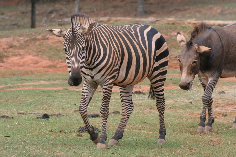 Zebras at Wild Animal Safari