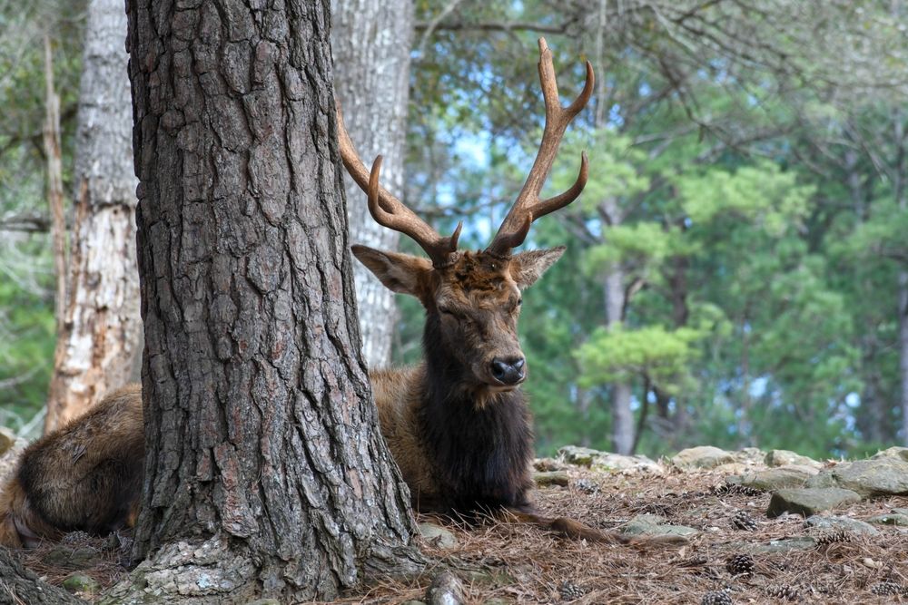 Elk at Wild Animal Safari