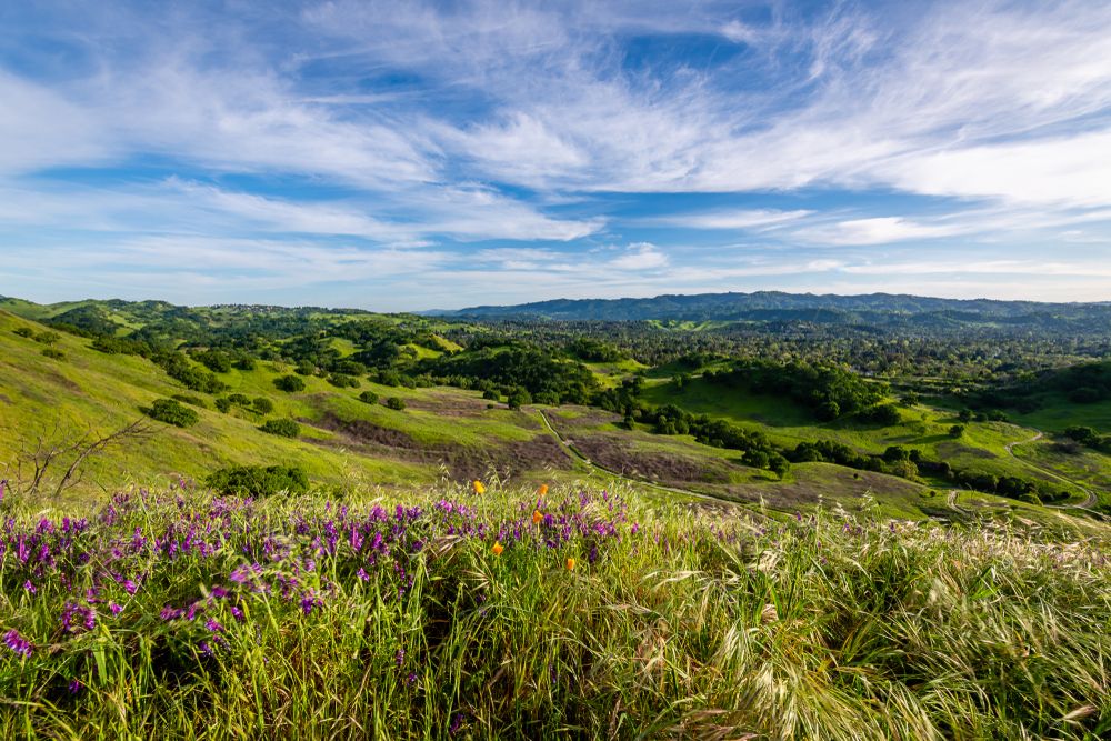 Landscape of Mount Diablo State Park