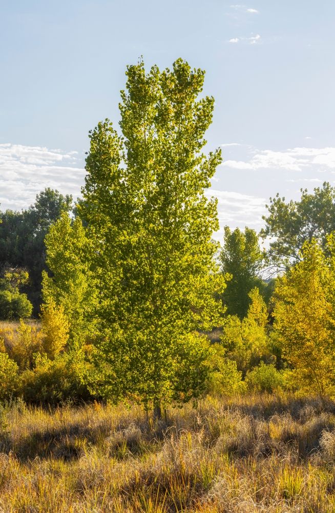 Greenery at Cherry Creek Valley Ecological Park