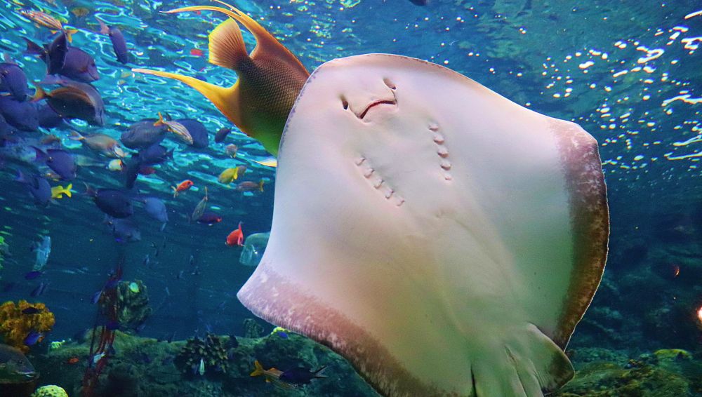 Marine creatures at The Florida Aquarium