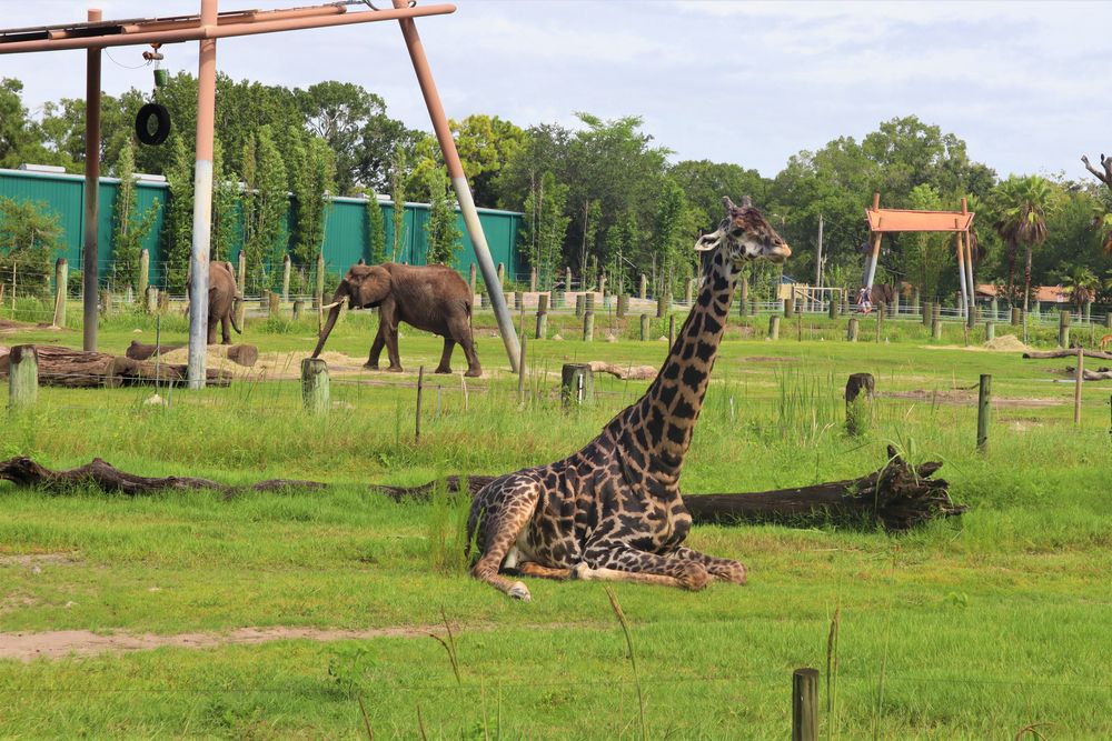 Giraffes at ZooTampa