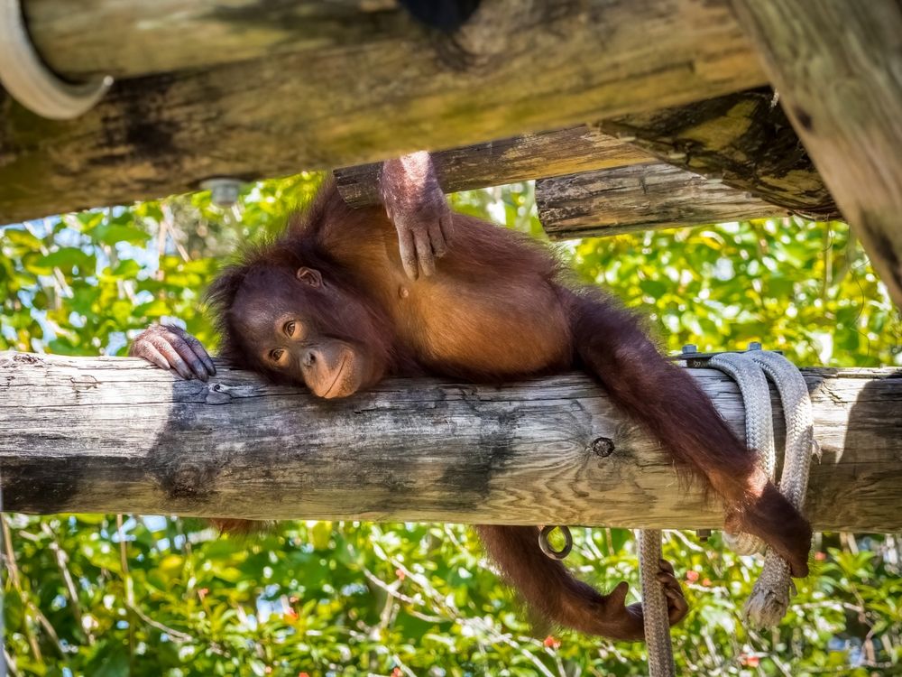 Orangutan at ZooTampa