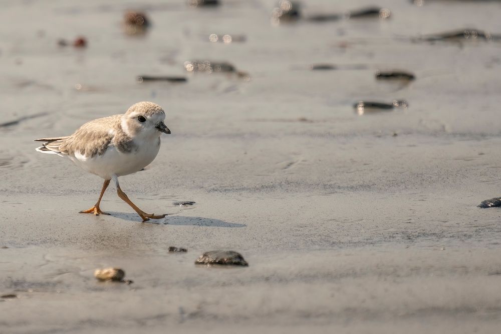 A bird at Crescent Beach State Park