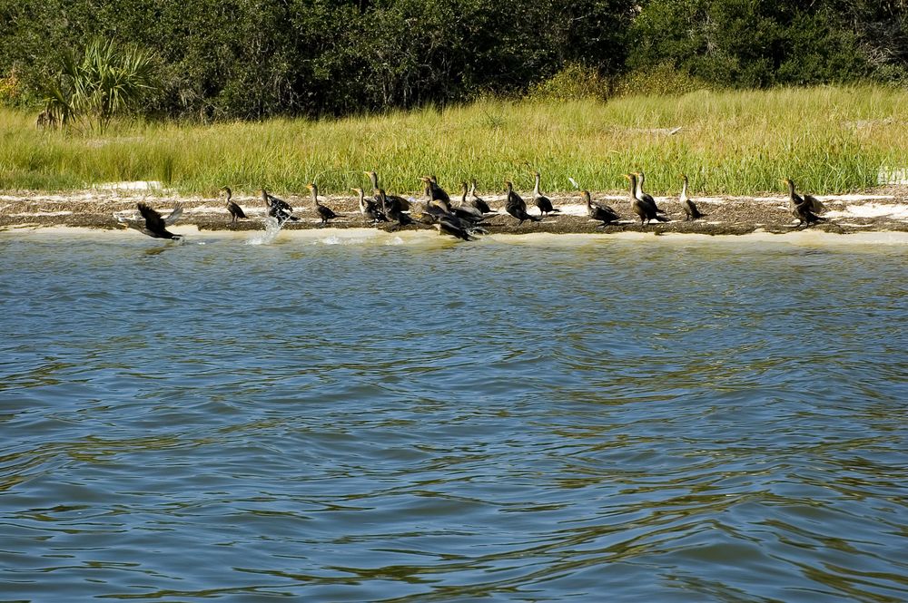 Cormorants near the waters of Lower Suwannee National Wildlife Refuge