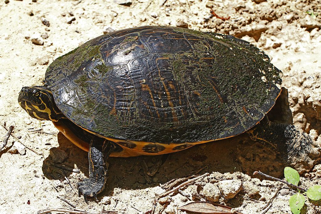 A turtle at Lower Suwannee National Wildlife Refuge