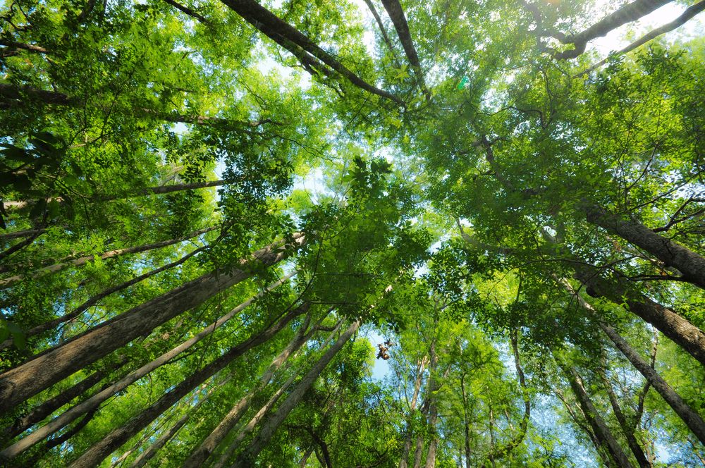 Tall trees at Lower Suwannee National Wildlife Refuge