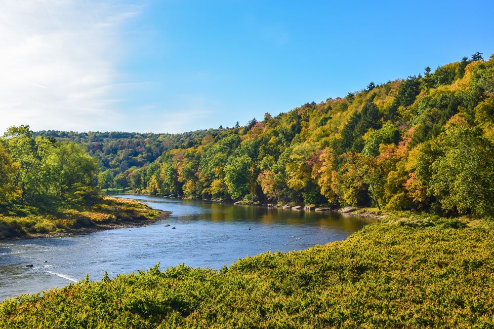Lush trees surrounding Clarion River