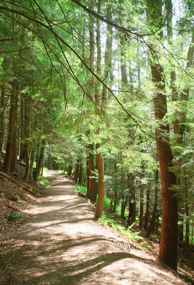 Tall trees along Cook Trail