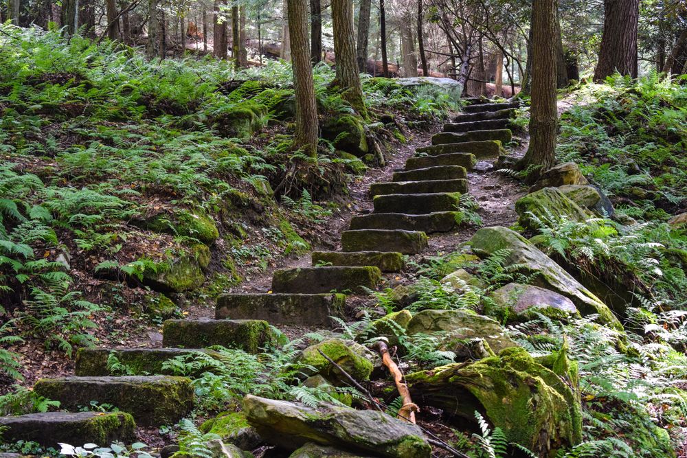 Stone steps along Cook Trail