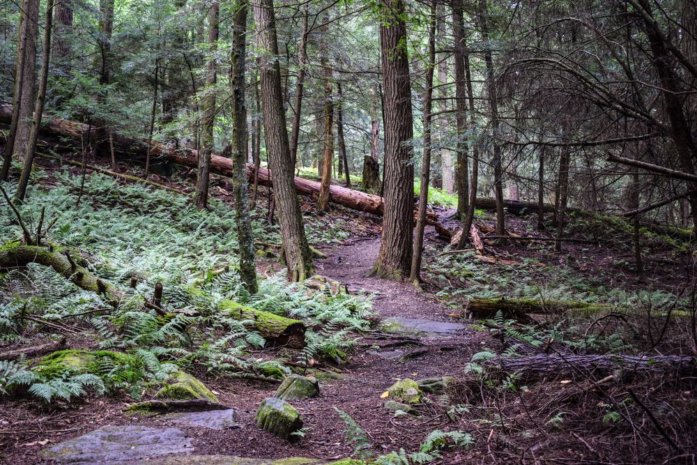 Trees along Cook Trail