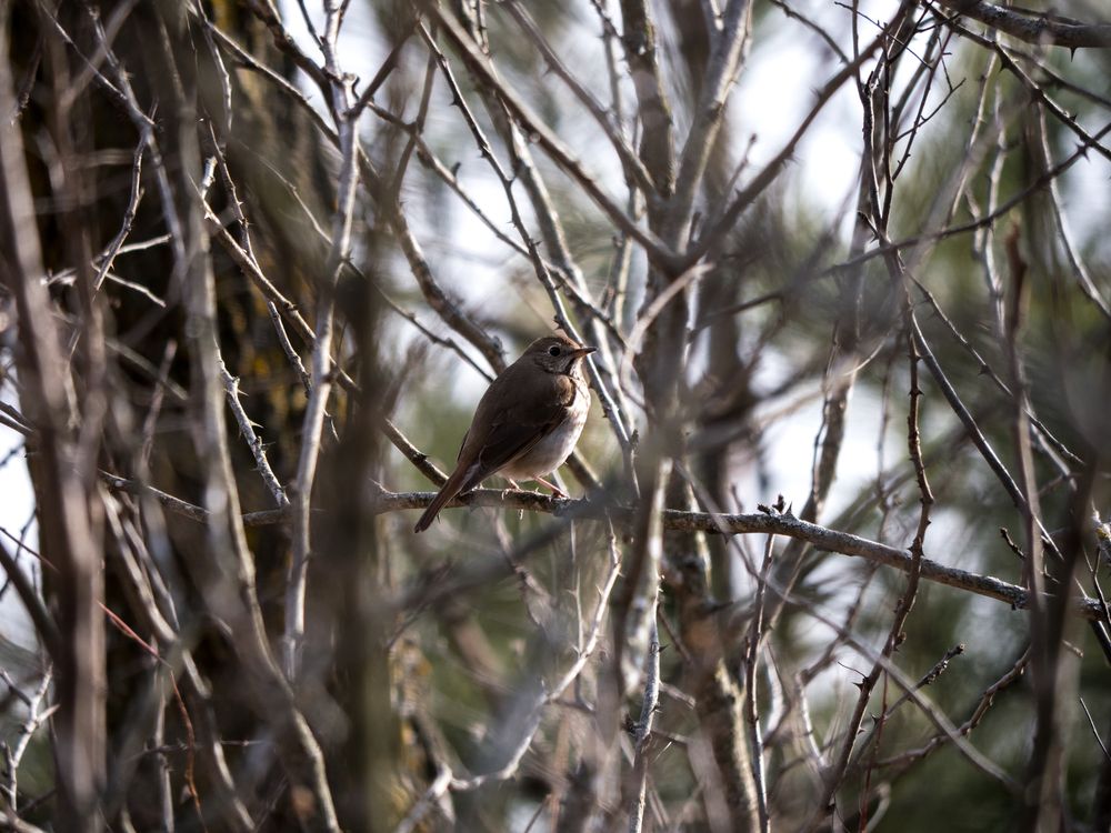 Bird on a tree at Lake Wissota State Park