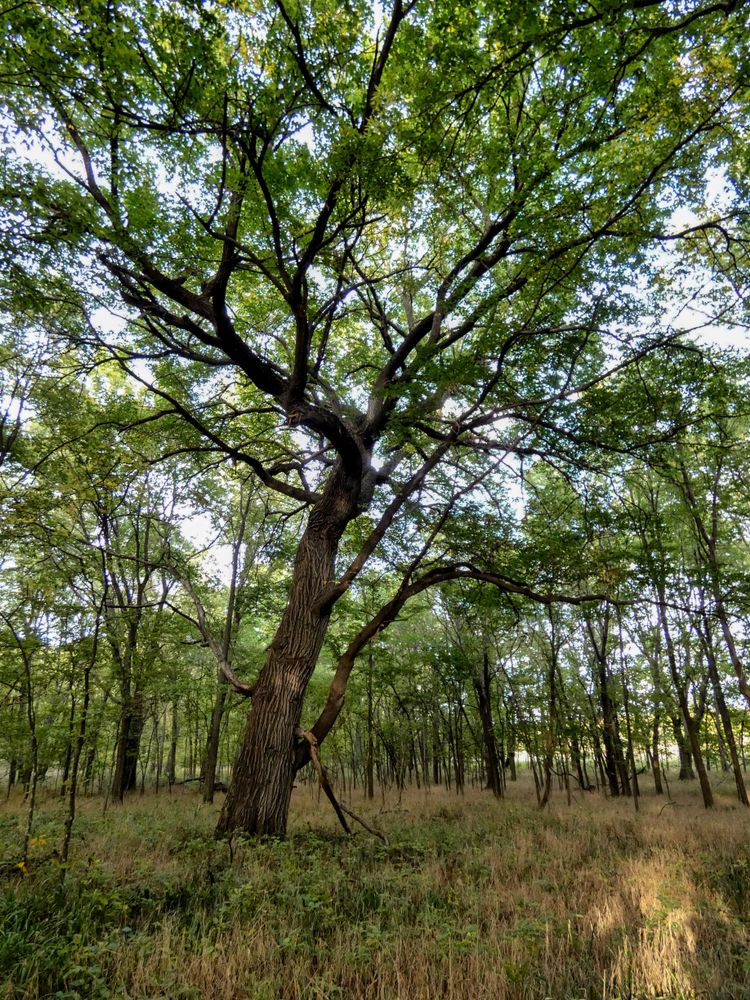 Mother oak tree at Allegawaho Heritage Memorial Park