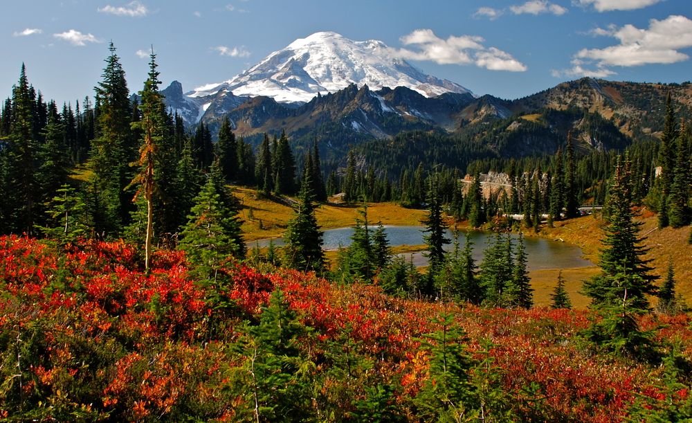 Views at Mount Rainier National Park