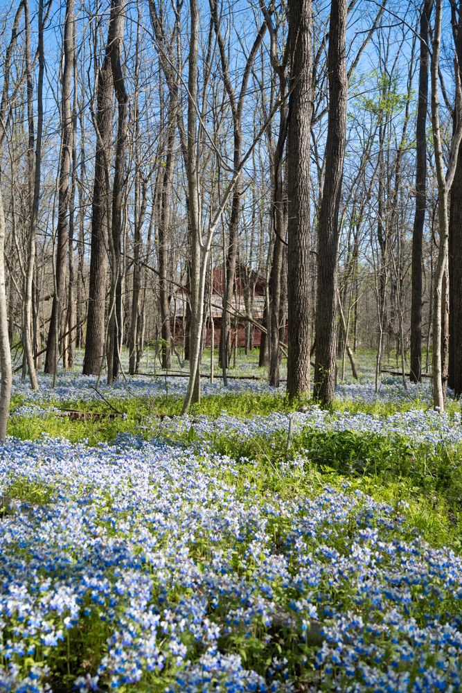 Wildflowers at Shrader-Weaver Woods Nature Preserve
