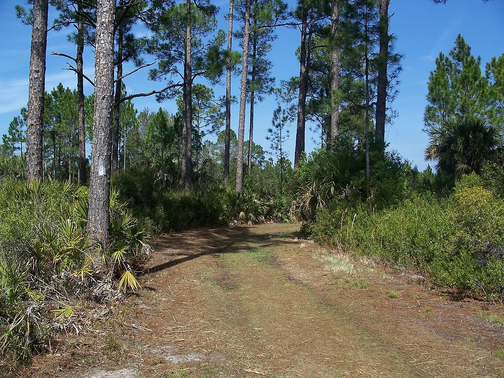 Nature trail at Cedar Key Scrub State Reserve