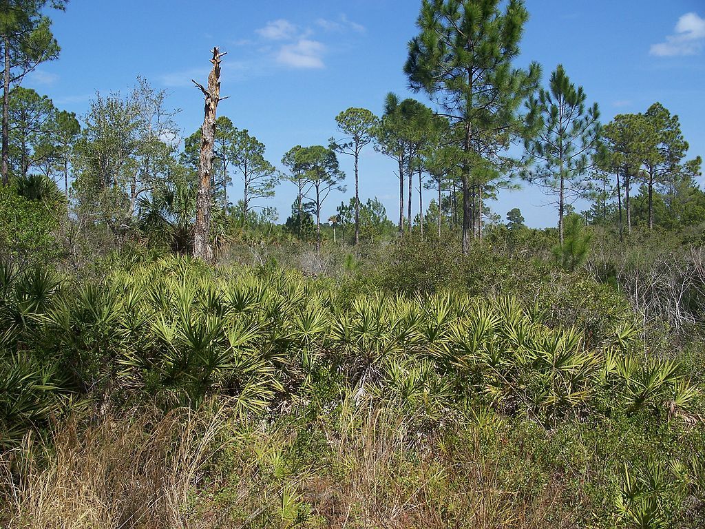 Plants and trees at Cedar Key Scrub State Reserve