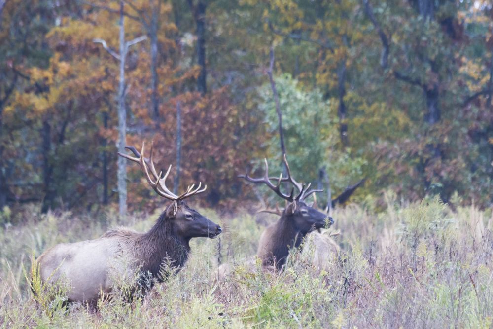 Elk at Land between the Lakes National Recreation Area