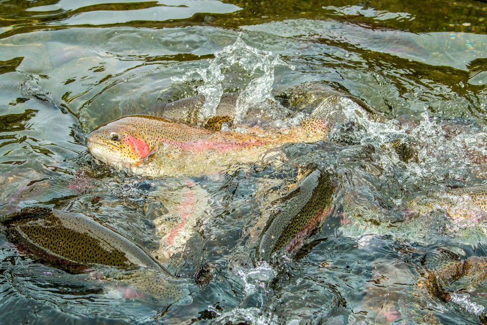 Rainbow trout in Bonneville Hatchery