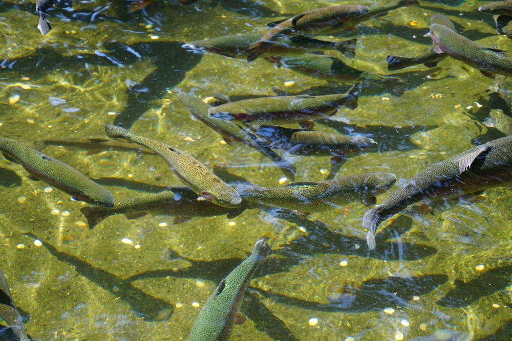 Fish on the waters of Bonneville Hatchery
