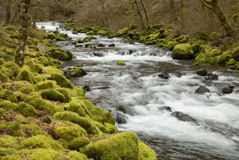 Downstream of Wahclella Falls