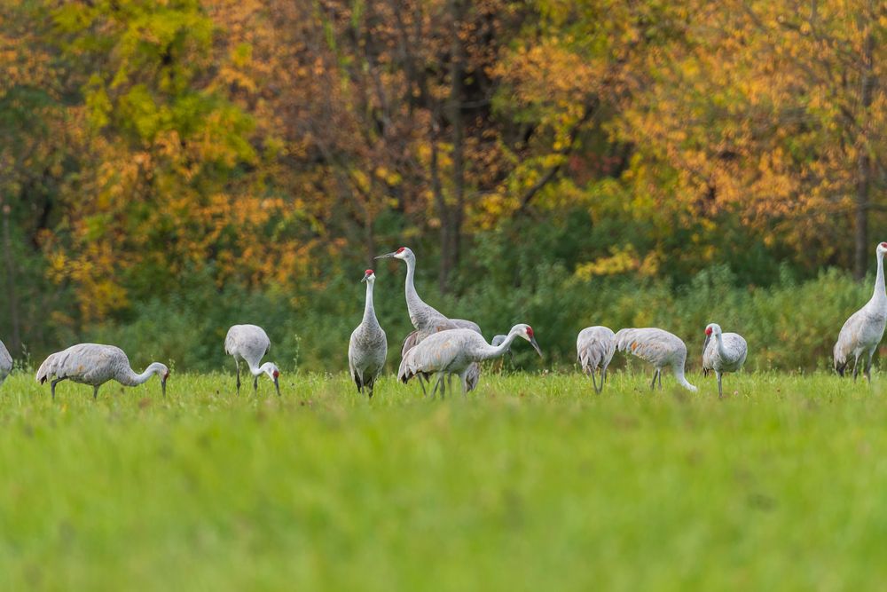 Sandhill cranes on the grounds of Moraine Hills State Park