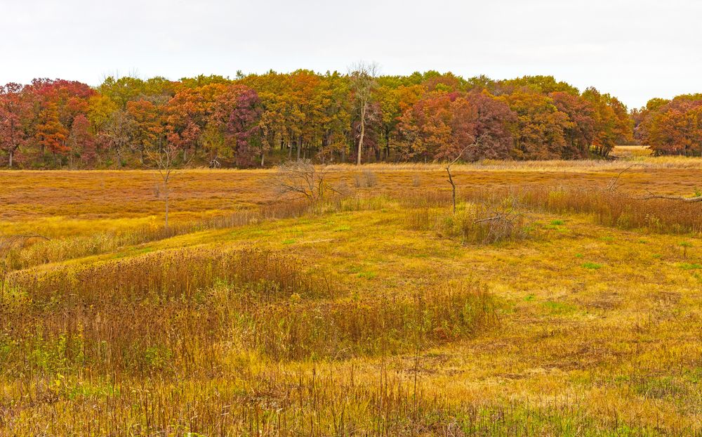 Fall scene at Moraine Hills State Park