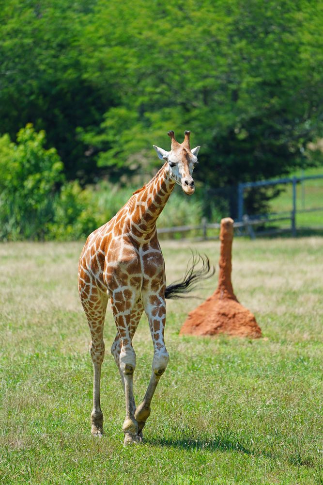 Giraffe at Cape May County Park and Zoo