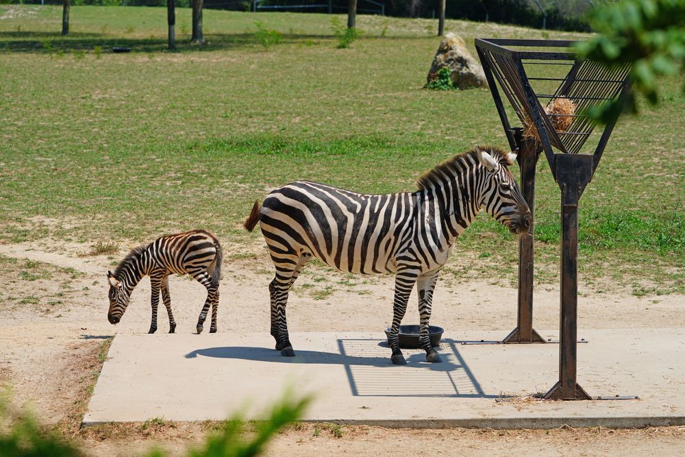 Zebras at Cape May County Park and Zoo
