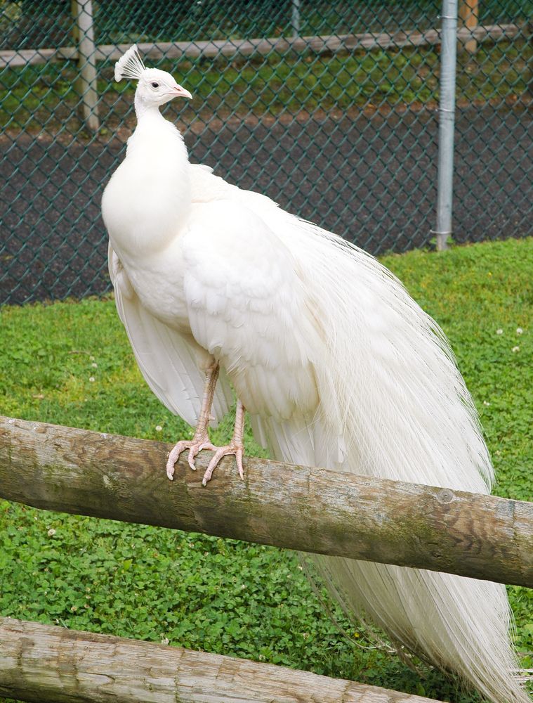 A beautiful peacock at Cape May County Park and Zoo